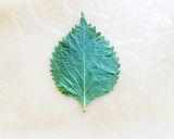 キムチ納豆チーズの生春巻き揚げ✩作り方2写真