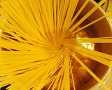 簡単☺濃厚きのこソースのクリームパスタ作り方6写真