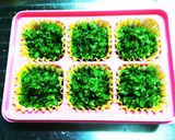 離乳食 中期 インゲン豆作り方4写真