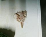 犬ご飯★ささみとゴーヤうまうまトッピング作り方2写真