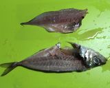 初心者のための鯵のたたき~おろし方から~作り方8写真