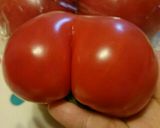 おしりたんてい冷やしトマト作り方2写真