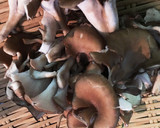 簡単 3分で完成！マイタケの中華風卵炒め作り方1写真