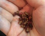 旨辛！大人の麻婆豆腐作り方5写真