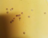 ししとうの簡単な種の取り方。ヘタ無し手軽作り方5写真