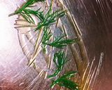 簡単 大満足! サーモンマリネ作り方5写真