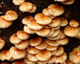 3種キノコと茄子の味噌汁・激旨です作り方2写真