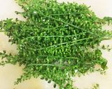 ご飯が進む、しその実で作ったしそ味噌作り方1写真
