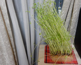 豆苗の煮浸し(二回目の収穫でも)作り方1写真