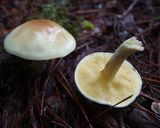 チチアワタケなど3種キノコとネギの味噌汁作り方1写真