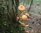 チチアワタケなど3種キノコとネギの味噌汁作り方2写真