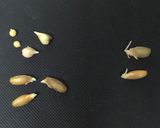 自宅でスプラウト作り方8写真