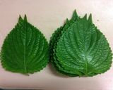 エゴマの葉　旨辛醤油漬け作り方1写真