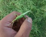 バッタのてんぷら作り方1写真