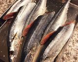 秋の旬！秋刀魚のアクアパッツァ作り方2写真