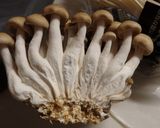 キノコと鶏肉のグラタン作り方2写真