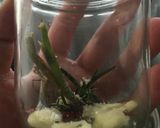 箸が止まらなくなる☆砂肝ハーブオイル漬け作り方3写真