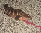アコウの煮付け (釣った魚を簡単料理)作り方1写真