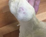 こしあんと栗入りのあんぱん作り方9写真