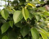 桜の葉の紅茶作り方1写真
