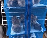 簡単☆ズボラの黒にんにく作り方8写真