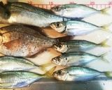 釣り料理3☆白身魚セイゴ海タナゴの煮付け作り方1写真