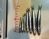釣り料理4☆イワシの手抜き唐揚げ作り方1写真