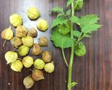 食用ほおずきのコンポート作り方6写真