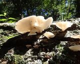 ウスヒラタケと大根の味噌汁作り方1写真