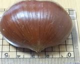 栗ご飯作り方6写真