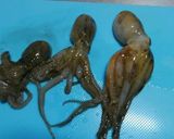 イイダコの刺身(生)作り方1写真