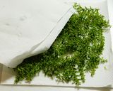 煮汁まで美味しい♪紫蘇の実のつくだ煮作り方2写真