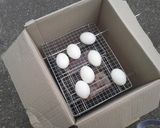 段ボールで簡単！スピード燻製作り方18写真