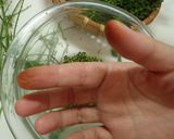 シソの実の醤油漬け作り方6写真