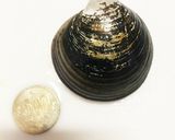簡単 濃厚沖シジミのすまし汁作り方1写真