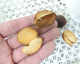 アボカドの種を乾燥｜食品乾燥機ドラミニ作り方4写真