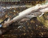 さんま塩焼き　お子様でもキレイに食べれる作り方10写真