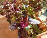 紫蘇以外の葉っぱで作るゆかり作り方5写真