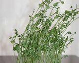 体に良い豆苗を食べましょう作り方1写真