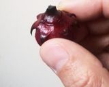 ﾛｰｾﾞﾙのむきかた～つっぱり棒で作り方3写真