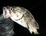 ソイの背骨を煮たやつ作り方1写真