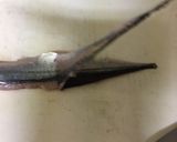 秋刀魚の酢味噌和え作り方6写真