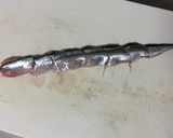 秋刀魚の酢味噌和え作り方7写真