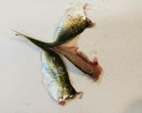 骨までカリアリ アジのから揚げ作り方3写真