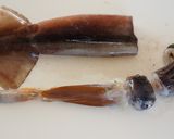 バター香る♪きのことイカのねぎ炒め作り方1写真