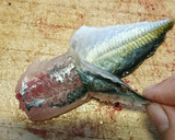 アジのなめろう ツマミやおかずに！作り方8写真