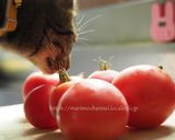 完熟トマトを使ったトマトソース作り方1写真