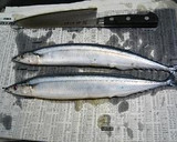 とろける☆さんまのつみれ汁作り方1写真