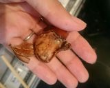 手でむける栗の下処理作り方6写真