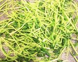 豆苗を美味しく＊豆苗の鶏がら胡麻油炒め作り方2写真